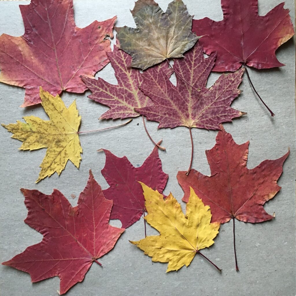 what to do with dry leaves